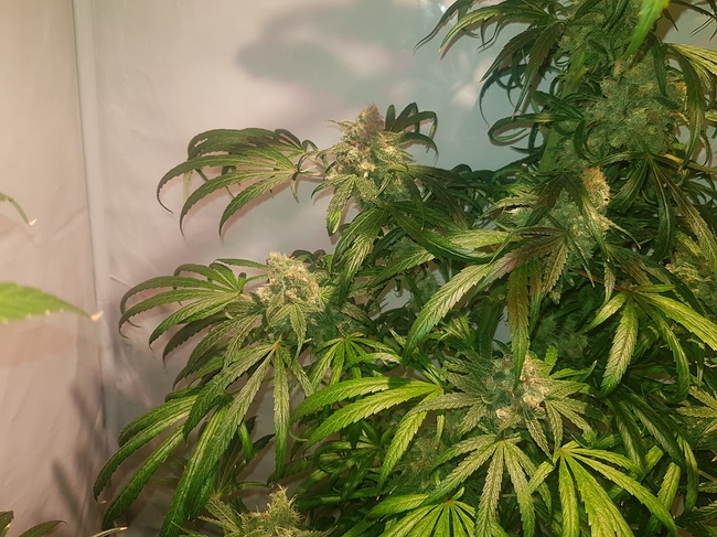 Growreport Bild 9