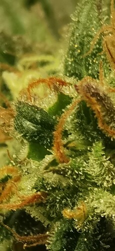 Growreport Bild 12