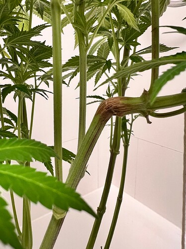 Growreport Bild 4