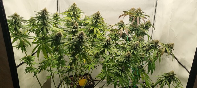 Growreport Bild 5