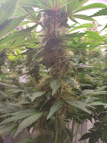 Growreport Bild 6