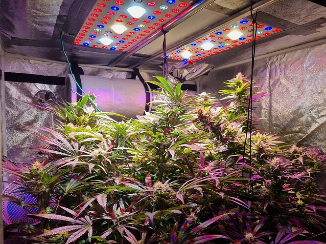 Growreport Bild 36