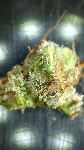 Growreport Bild 10