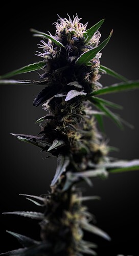 Growreport Bild 14