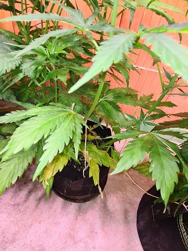 Growreport Bild 13