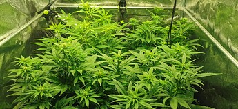 Growreport Bild 4