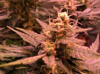 Growreport Bild 34