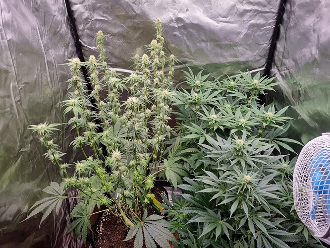 Growreport Bild 35