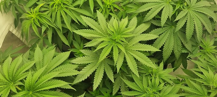 Growreport Bild 17