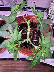 Growreport Bild 6