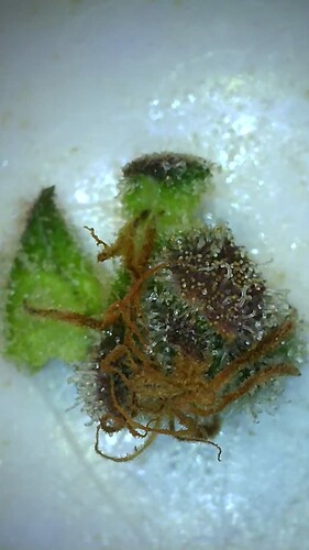 Growreport Bild 9