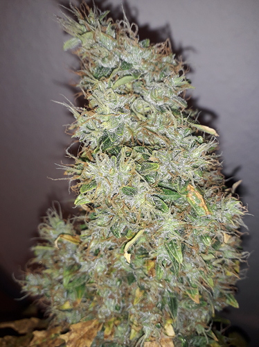 Growreport Bild 7