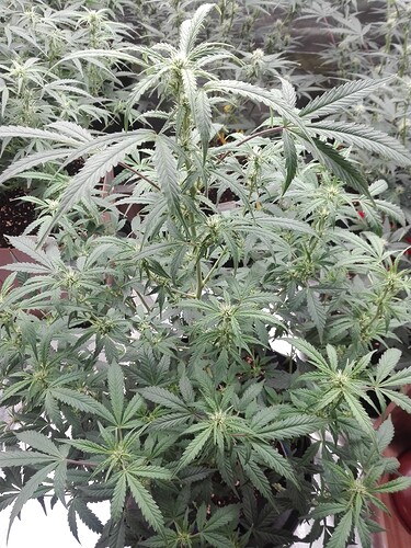 Growreport Bild 3