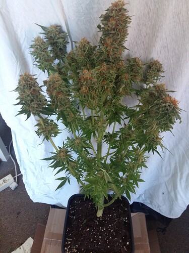 Growreport Bild 6