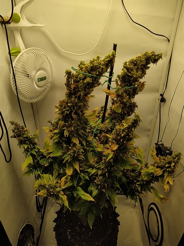 Growreport Bild 1