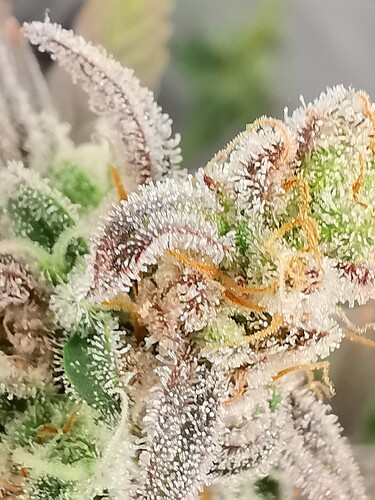Growreport Bild 31