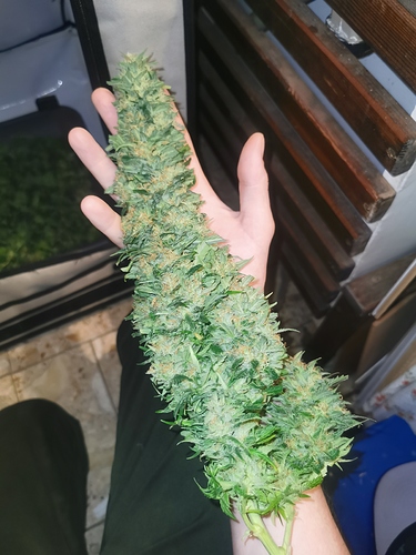 Growreport Bild 7