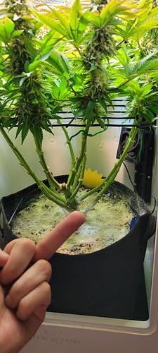 Growreport Bild 6
