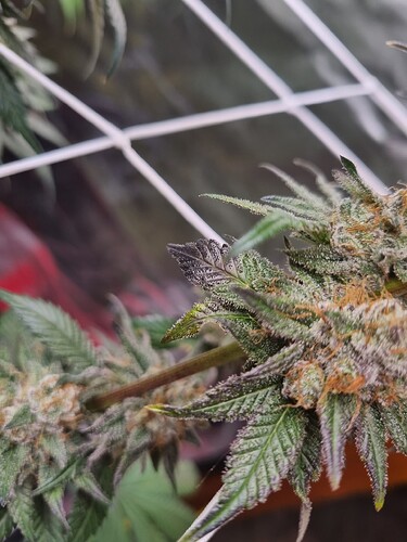 Growreport Bild 12