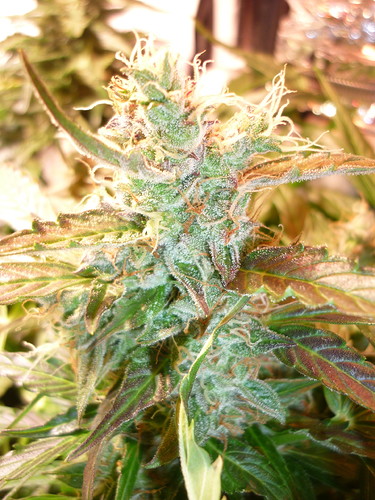 Growreport Bild 5