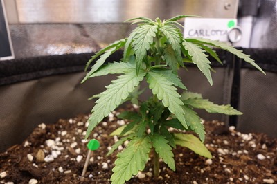 Eine junge Cannabispflanze mit mehreren Blättern und einem kleinen Stiel, die in Erde mit Perlit wächst. Im Hintergrund ist ein weißes Schild mit der Aufschrift "CARLOTTA" zu sehen.