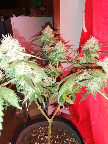 Growreport Bild 2