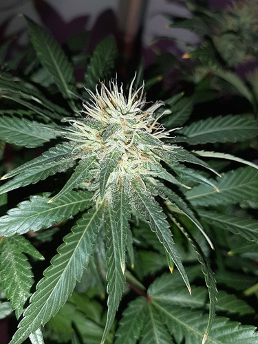 Growreport Bild 9