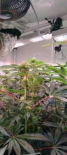 Growreport Bild 9