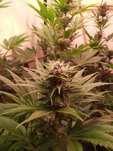 Growreport Bild 75