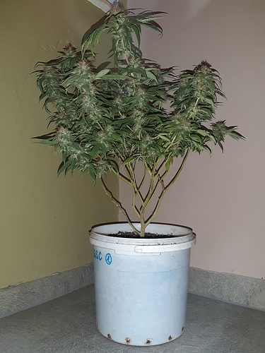 Growreport Bild 1