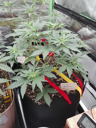 Growreport Bild 5