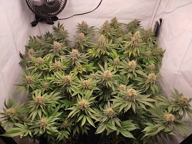 Growreport Bild 15