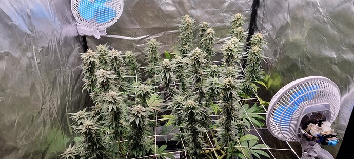 Growreport Bild 35