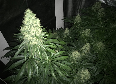 Growreport Bild 7