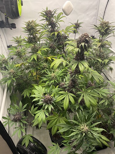 Growreport Bild 5