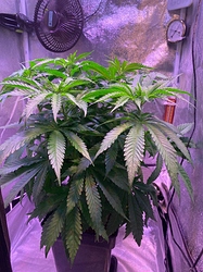 Growreport Bild 21
