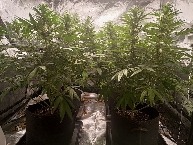 Growreport Bild 2