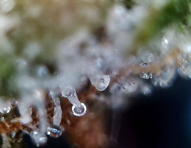 Growreport Bild 3