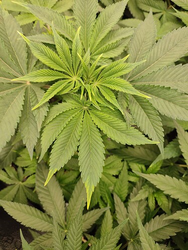 Growreport Bild 1