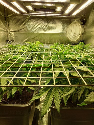 Growreport Bild 21