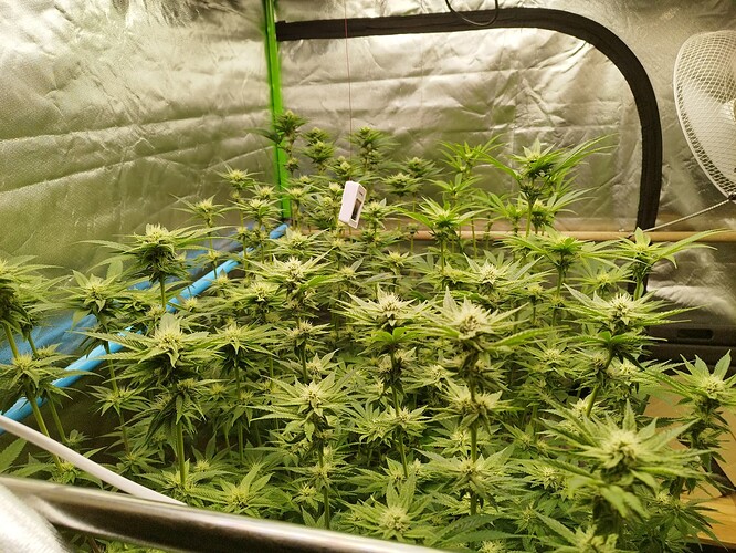 Growreport Bild 1