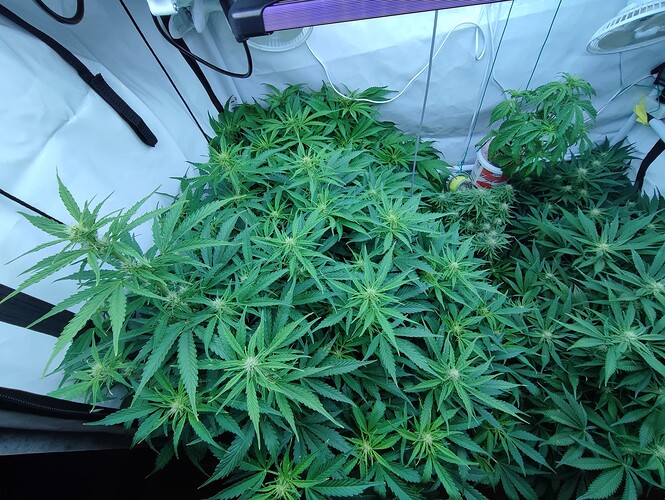 Growreport Bild 45