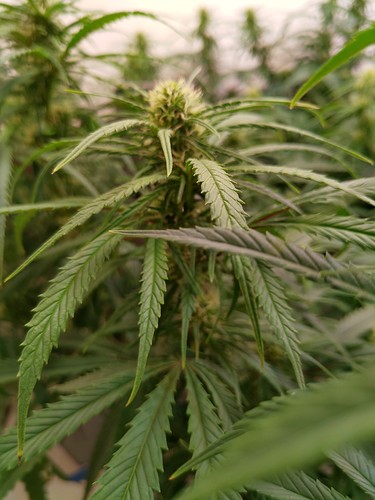 Growreport Bild 16