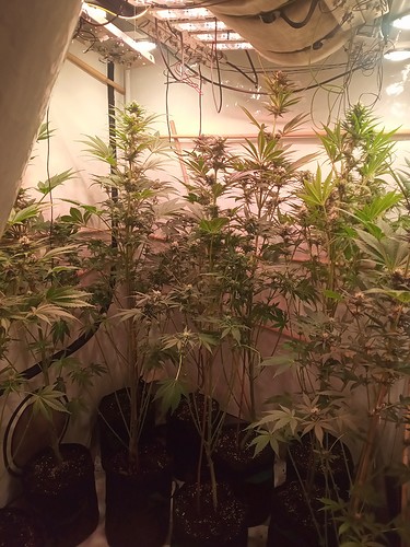 Growreport Bild 37