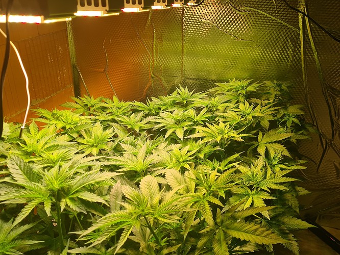 Mehrere junge Cannabispflanzen in einem Zelt unter LED-Beleuchtung, die sich im Wuchsstadium befinden.