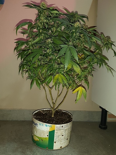 Growreport Bild 13