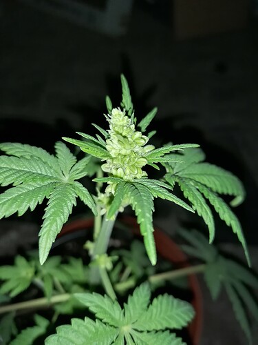 Growreport Bild 1