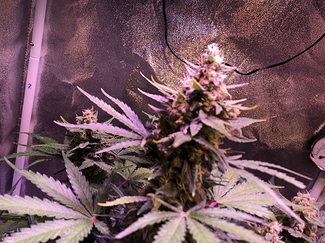 Growreport Bild 33