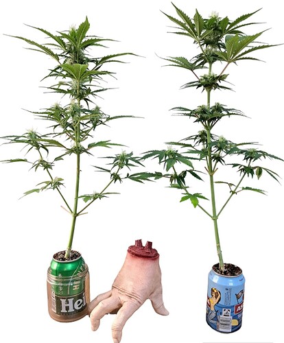 Growreport Bild 6