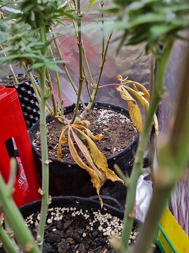 Growreport Bild 2